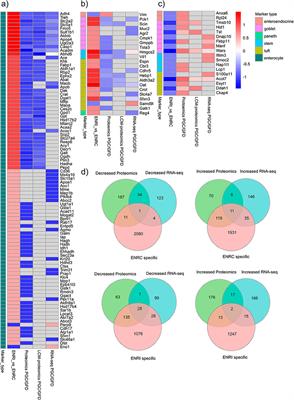 Comparative proteomics analysis of the mouse mini-gut organoid: insights into markers of gluten challenge from celiac disease intestinal biopsies